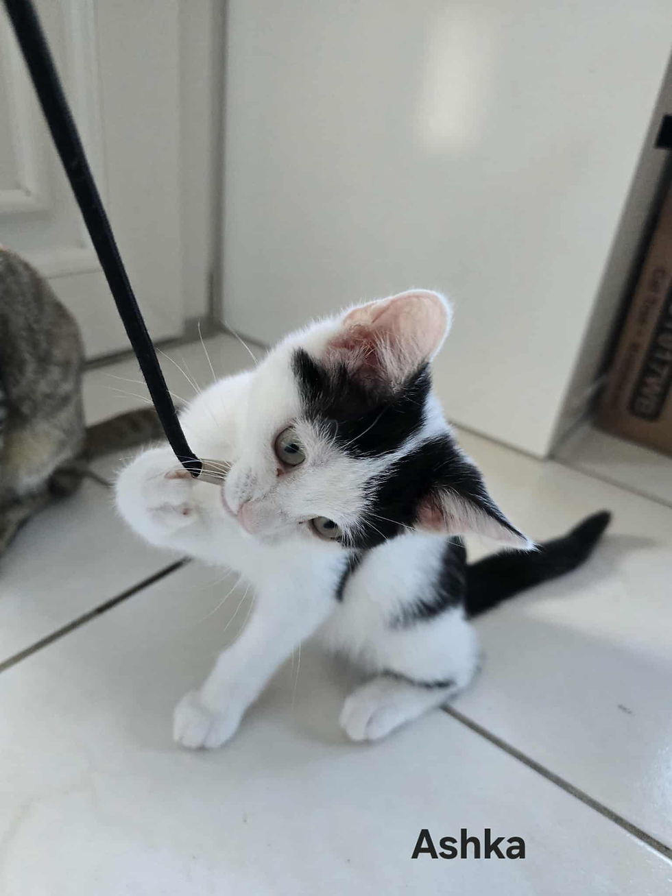 Adoptez un petit chaton noir et blanc sur Nîmes