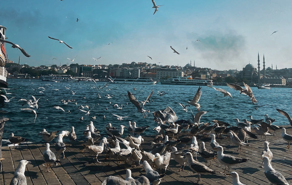 image00010