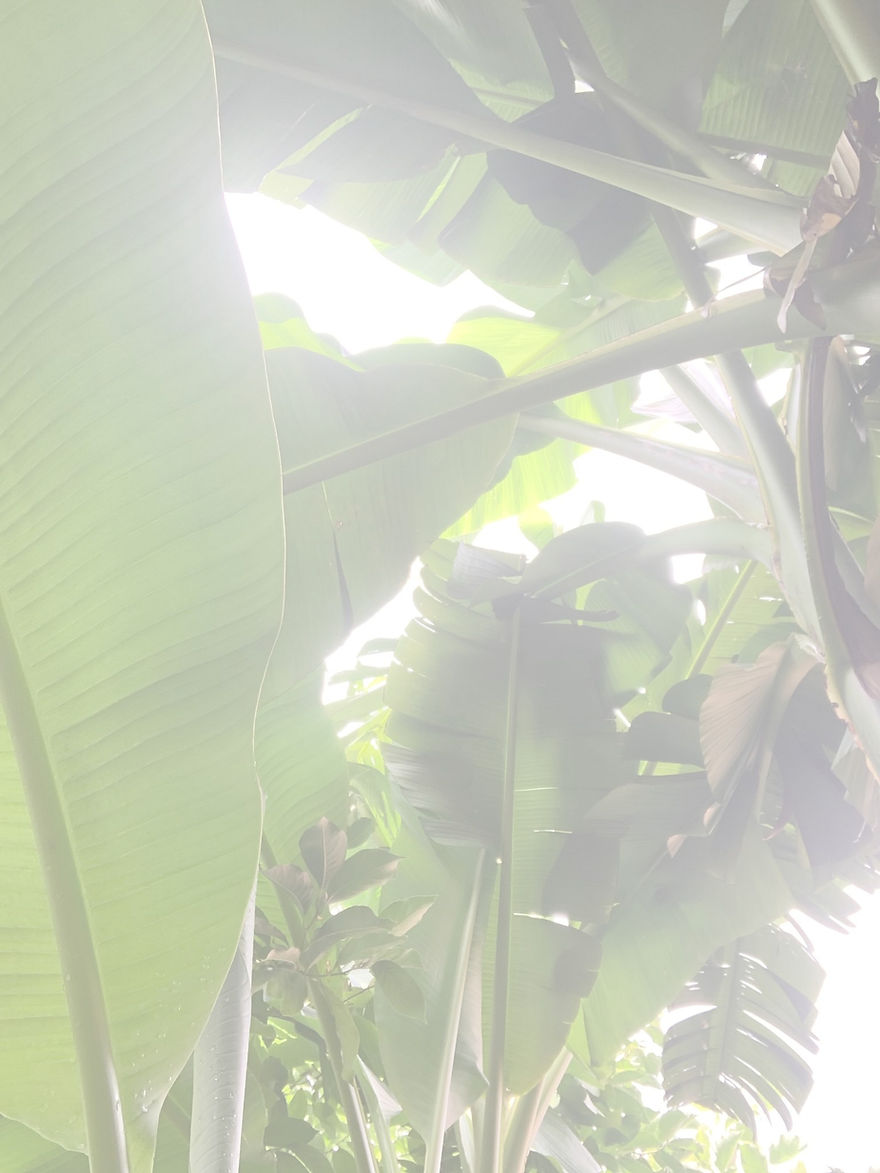 Bananenbaum von unten _ Blätter_edited.jpg