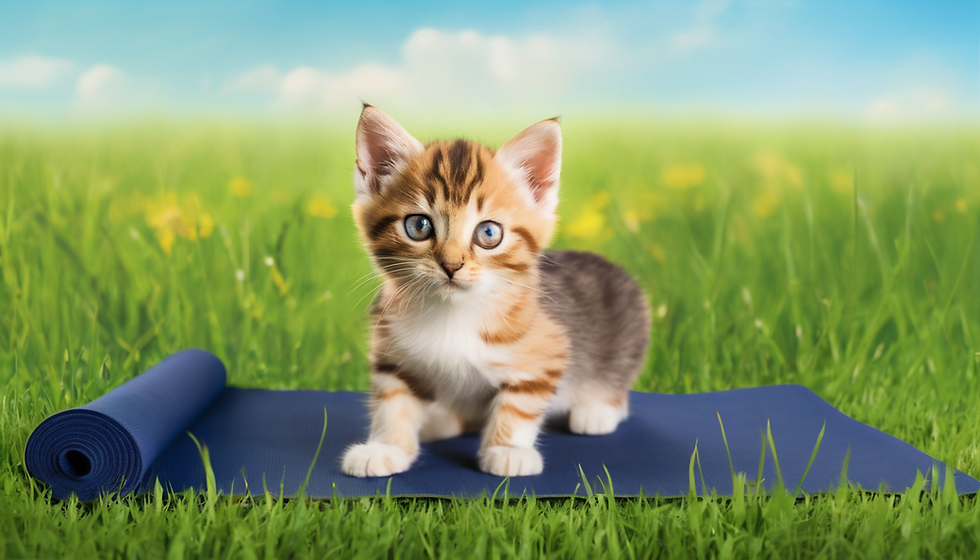 Cat Yoga Day with Adoptable Kitties
