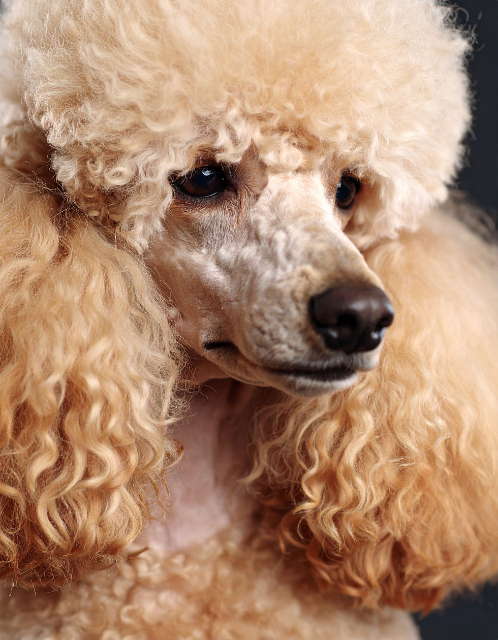 A poodle with curly, apricot-colored fur gazes thoughtfully, capturing a serene and introspective moment.