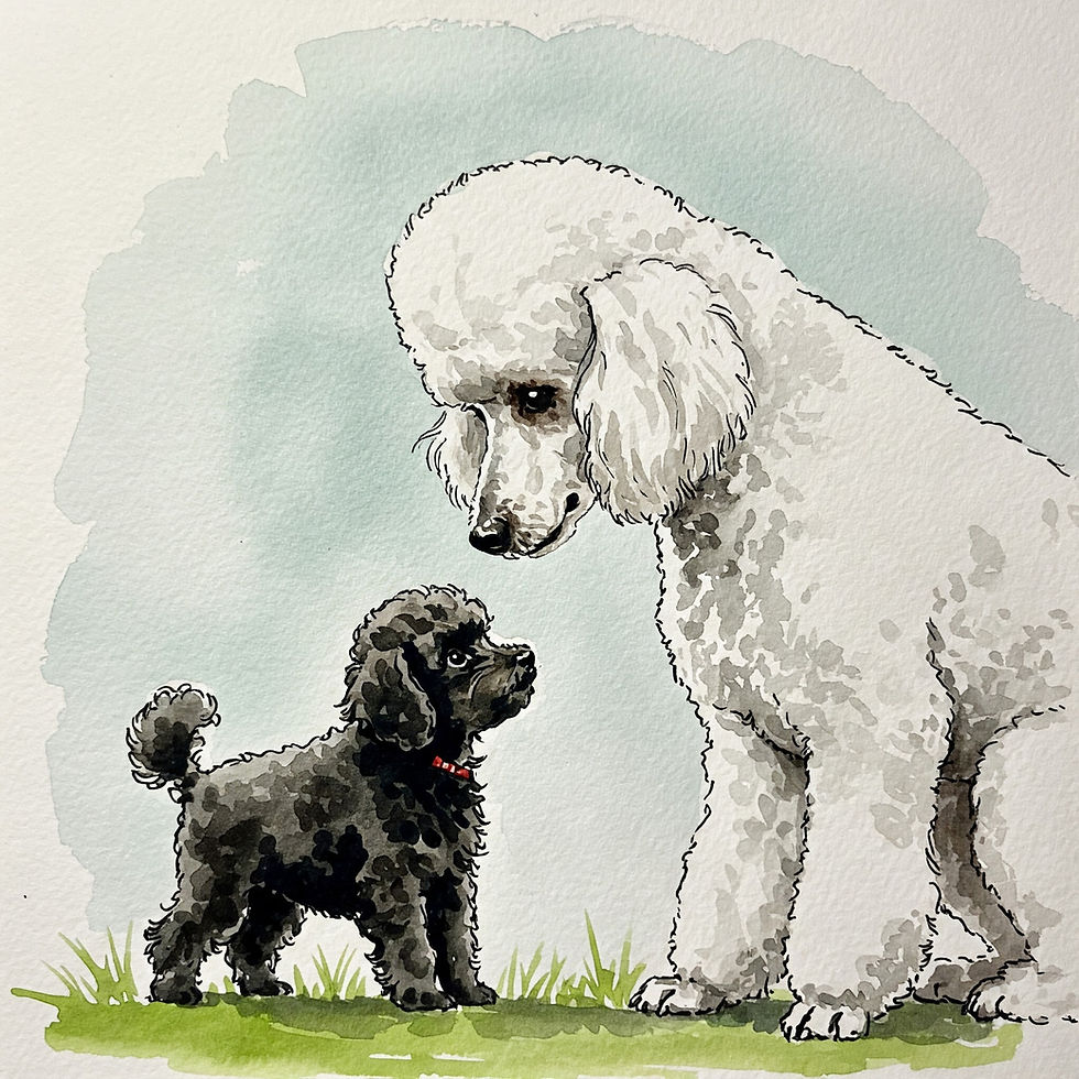 A white standard poodle and a black miniature poodle face each other.