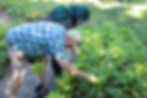 Gardening