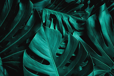 AdobeStock_338093948.jpeg