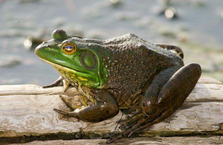 bullfrogs096.webp
