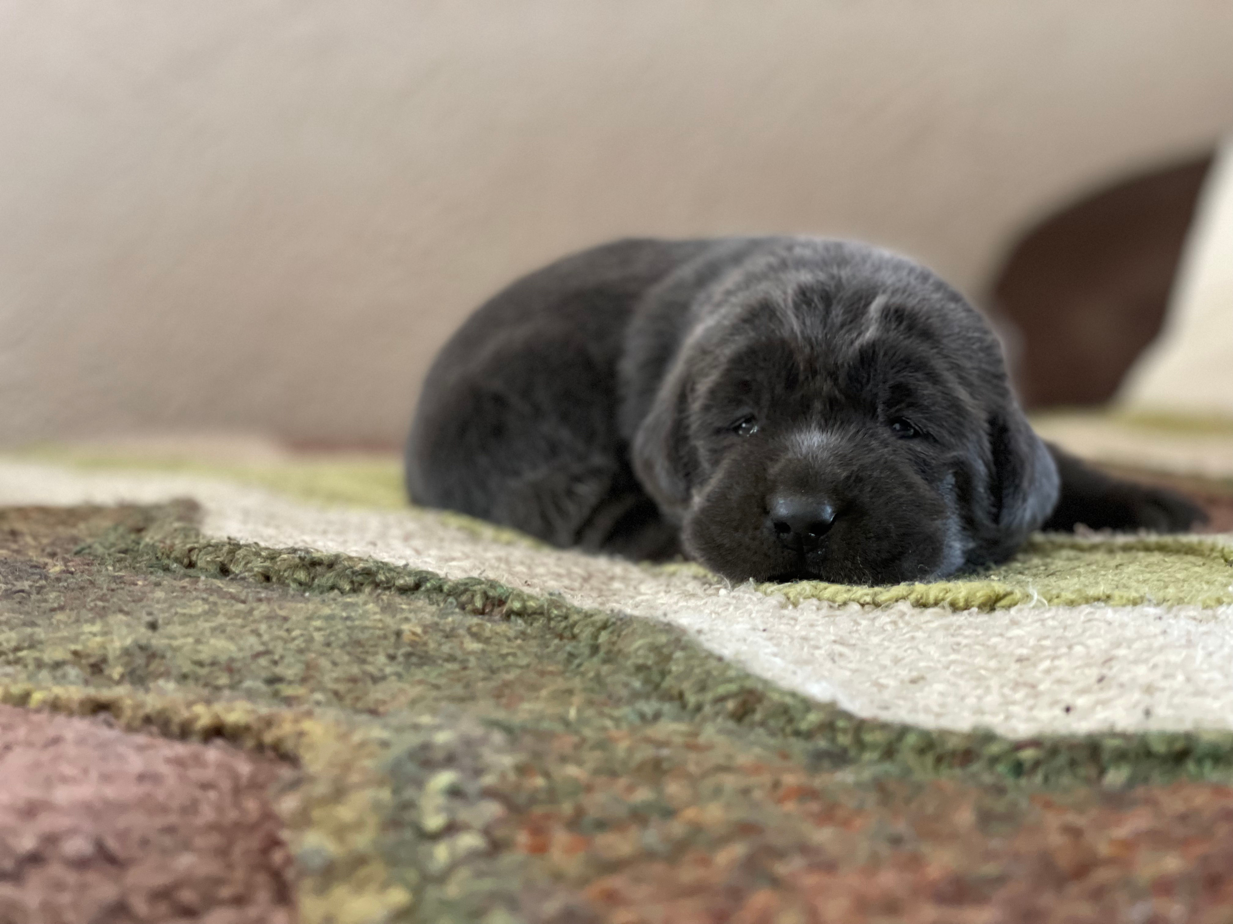 Penny - Available $1500