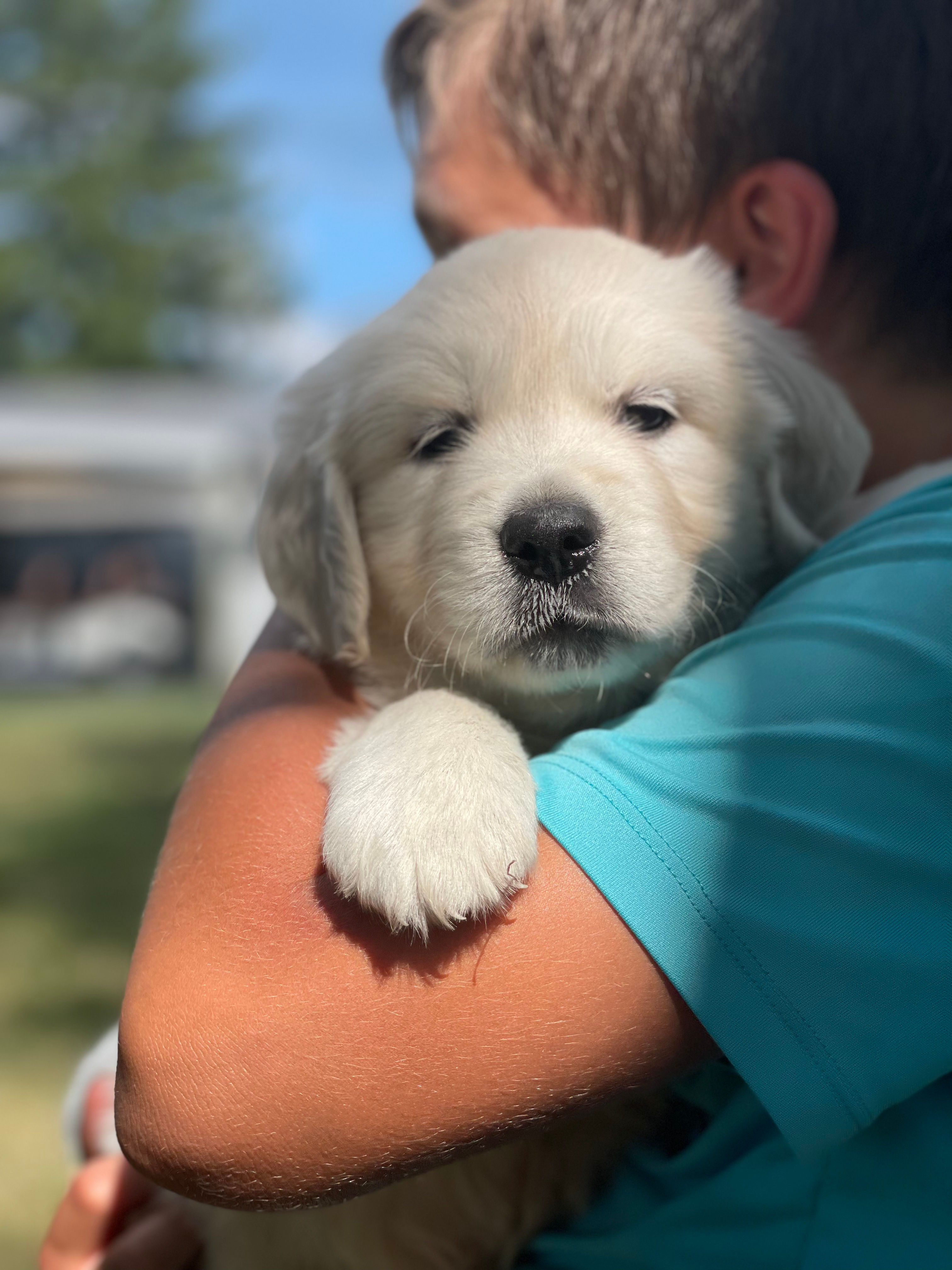 Lainey - $2500