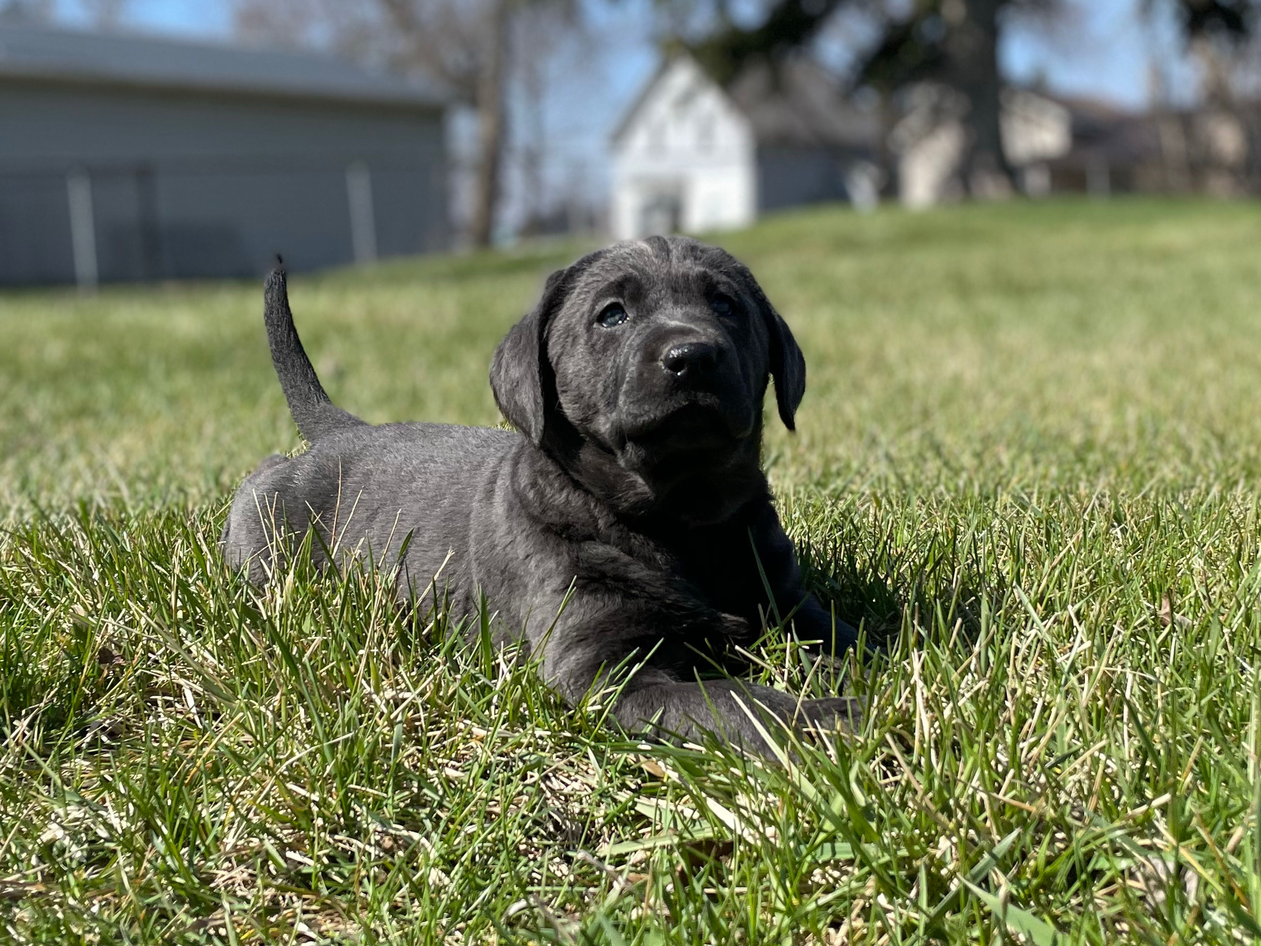 Cheyenne- has found a home