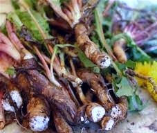 Miniature : Infusion de racines de pissenlit biologique yawoum village