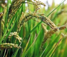 Miniature : Riz complet biologique Yawoum village