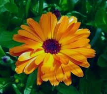 Miniature : Tisane de souci officinal biologique Yawoum village