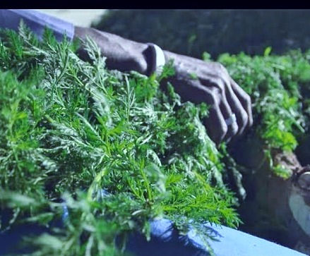 Miniature : Infusion d'artemesia biologique du cameroun Yawoum village