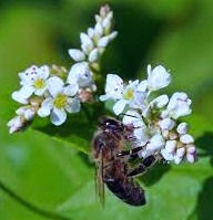 Miniature : Miel de sarassin biologique de Yawoum Village