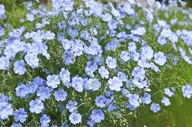 Miniature : Infusion de graines de lin biologique Yawoum village