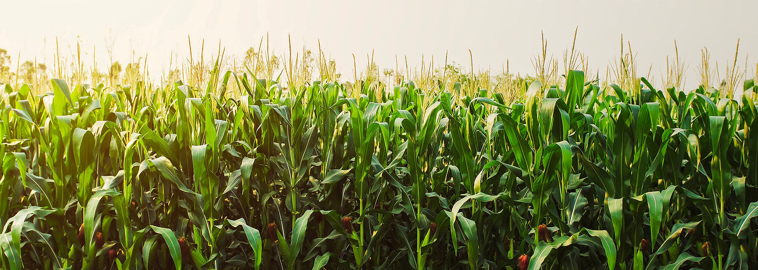 banner meio quem somos.jpg