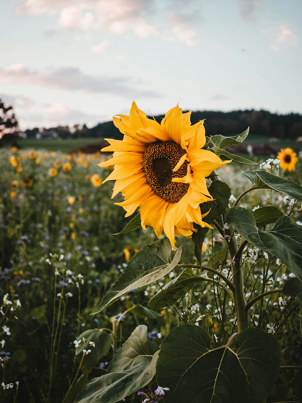 meaning of sunflower