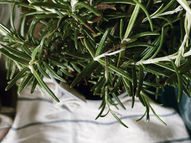 Using Rosemary in Your Home