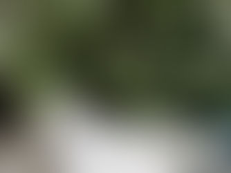 Using Rosemary in Your Home