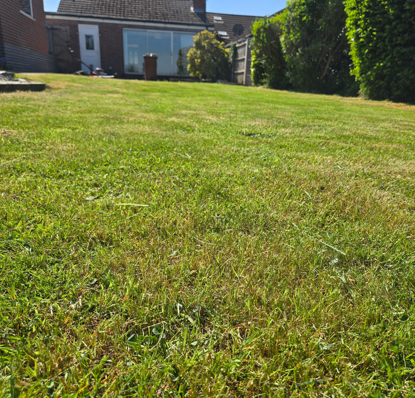 Freshly cut lawn