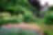 Healthy garden full of plants