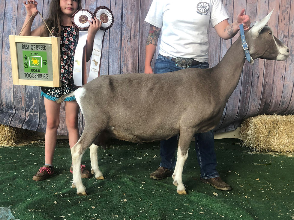 starling milked out 2019