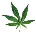 Hemp or cannabis leaf signifies the industry we sell in