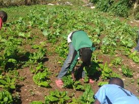 Kawangware Community Garden