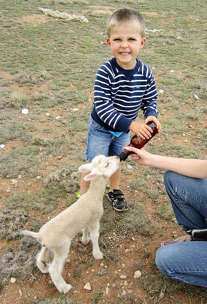 Finn sheep for sale, bottle feeding a lamb