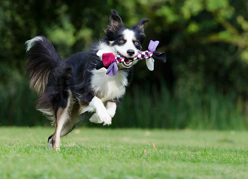 Tarifs pension canine Animodom Services