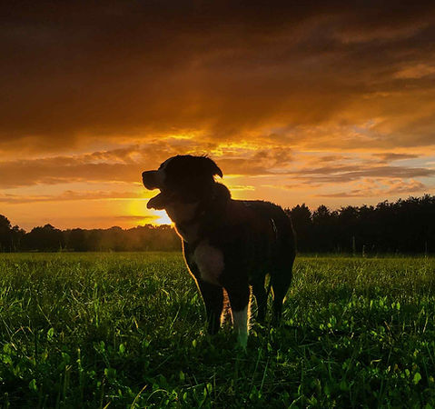 Pension canine Animodom Services
