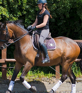 horse