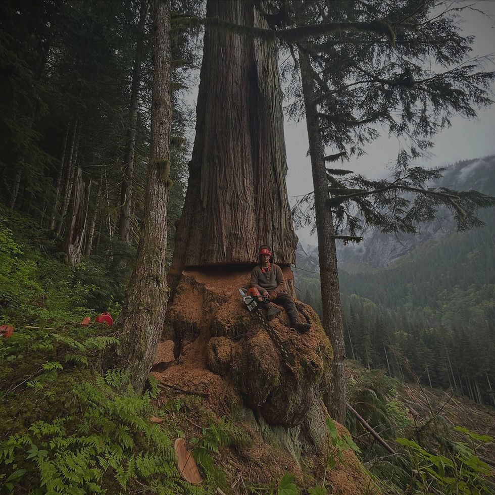 Sunshine Coast Tree Service