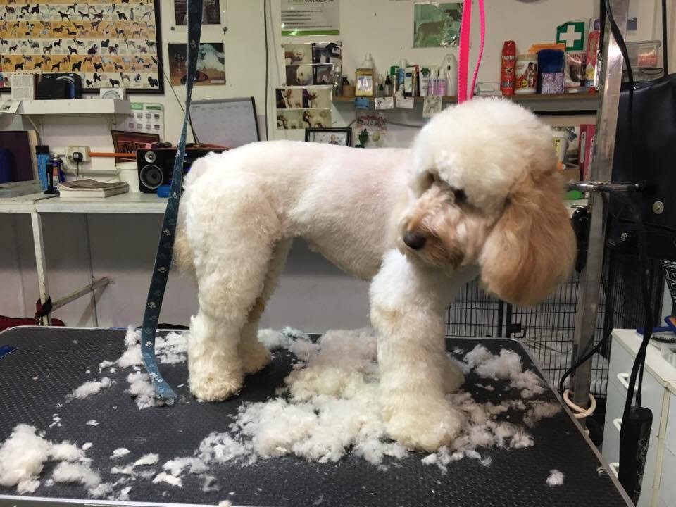 Fullscreen Page Pawz First Groomers