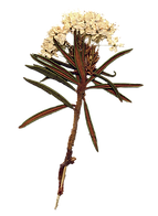 Plant Life