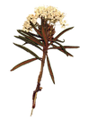 fleurs sauvages