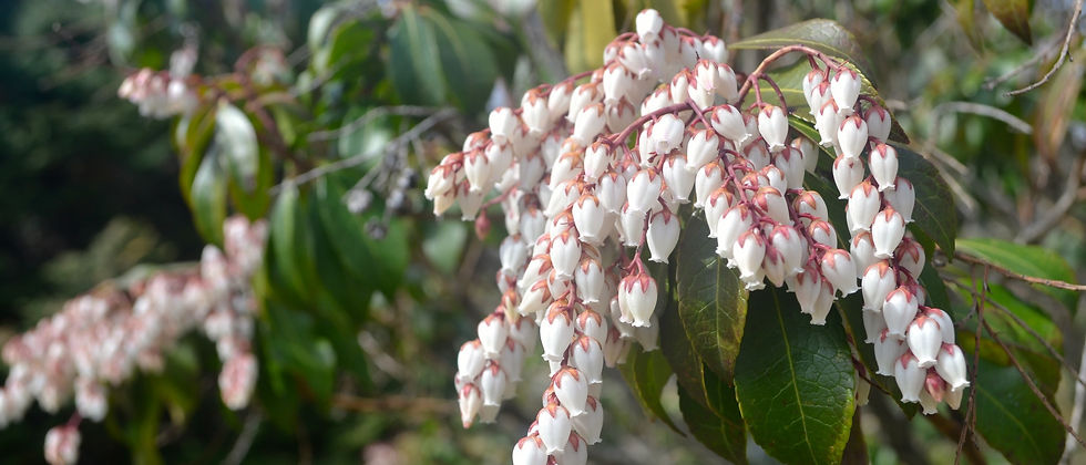 Brooklyn Botanical Garden | Seasonal Highlights Tour