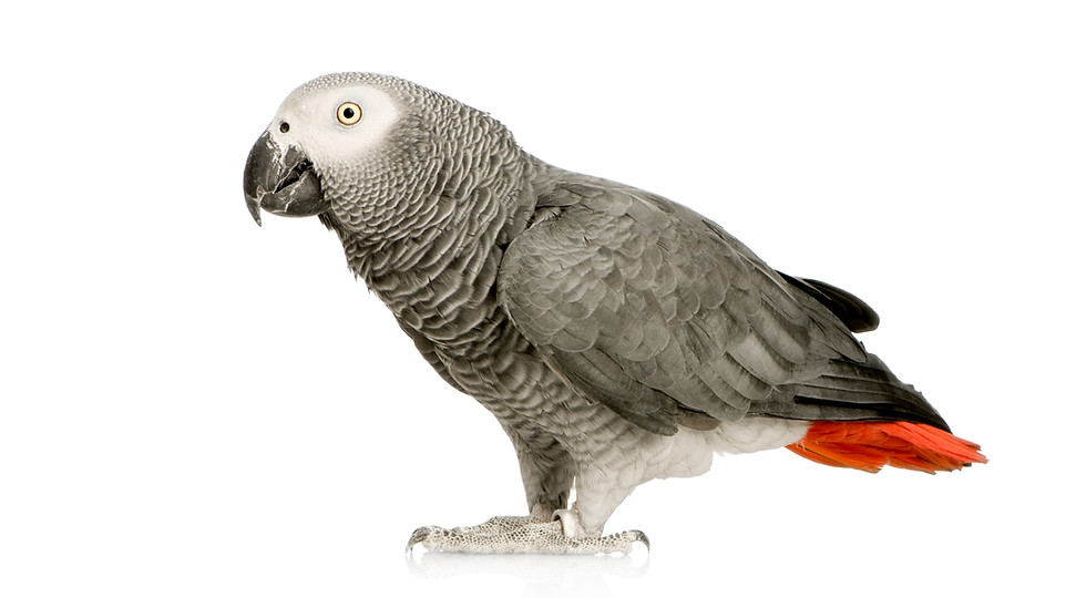 african-grey-parrot-psittacus-erithacus-