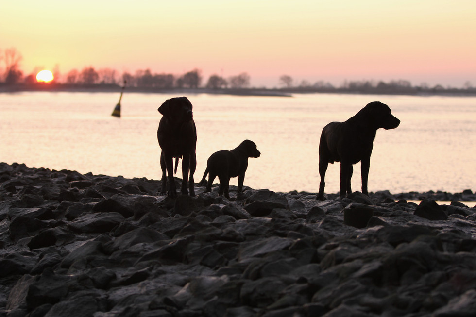 Ava mit Cael und Fisher