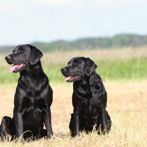 Wir erwarten unseren D-Wurf zum Jahreswechsel