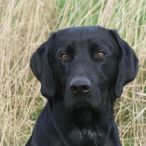 Duck Enticer's Dandelion und Madeline