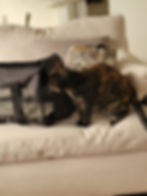 Dinah not so thrilled her carrier is out