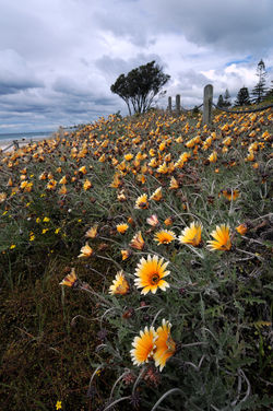 Mount Maunganui Daisies