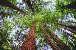 Tree top vista