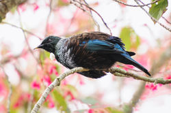 Tui in Cherry tree