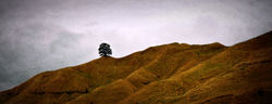 One Tree Hill