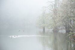 ducks on water