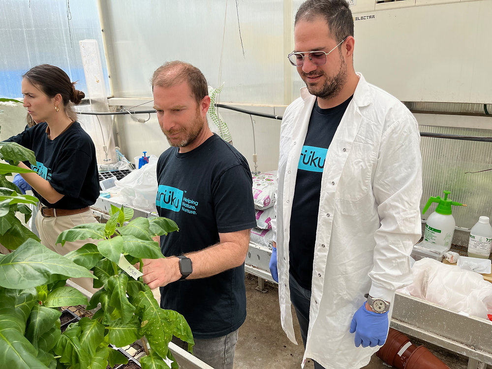 What is molecular farming?