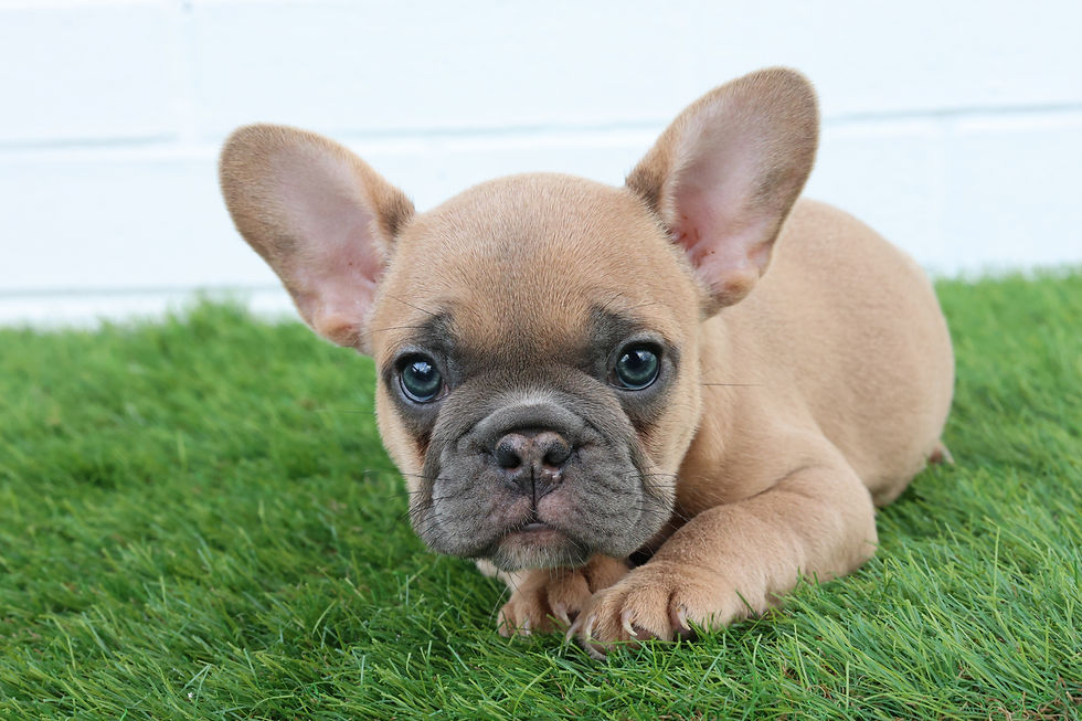 Fiona