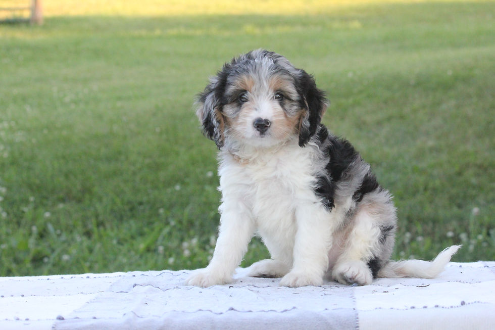 Buster