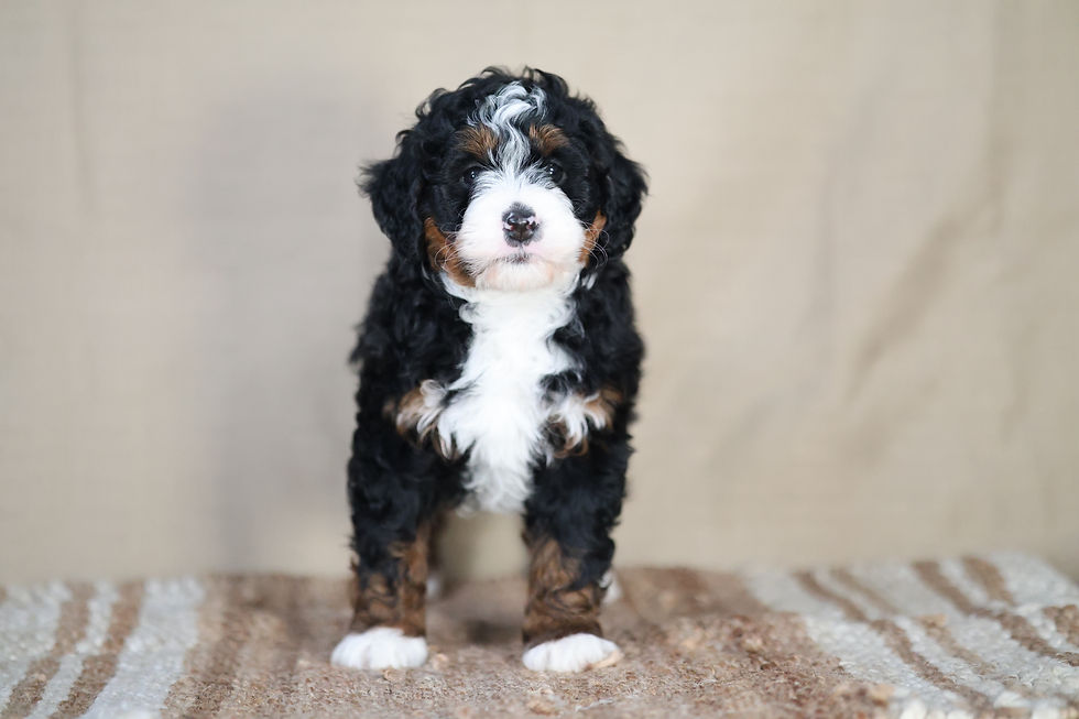 Finley